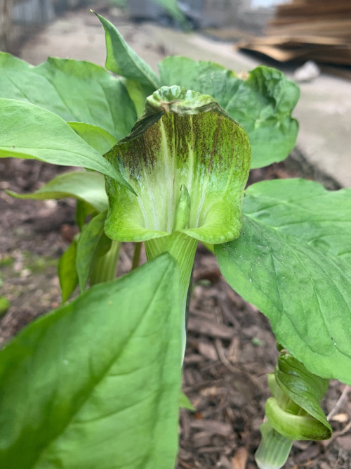 Close-up of Jack in the Pulpit in bloom
